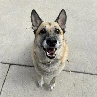 An adult large-sized female Yellow / Tan / Blond / Fawn German Shepherd Dog dog named Shilo for adoption in Rapid City, SD
