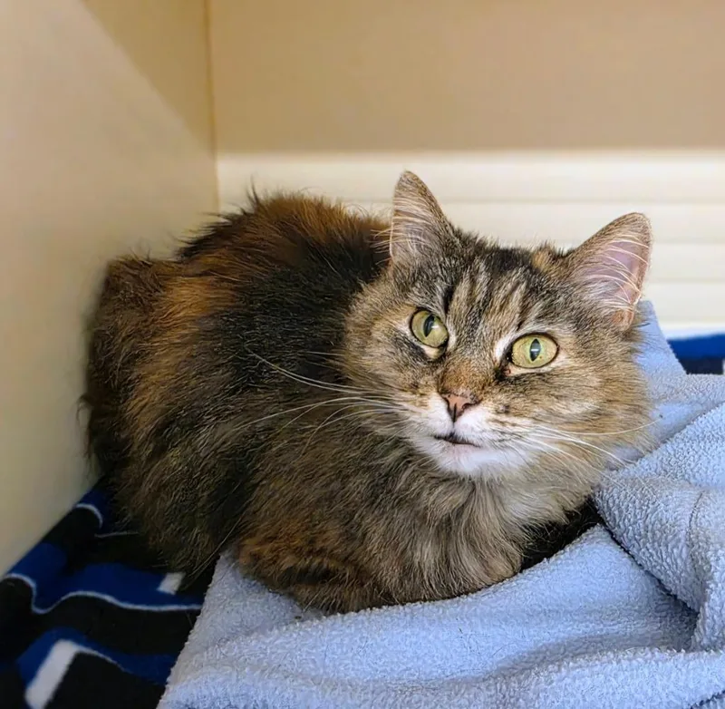A young medium-sized female Domestic Medium Hair cat named Truffle for adoption in Bloomington, IN