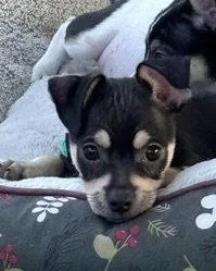 A baby small-sized male Chihuahua dog named Odie for adoption in Corona, CA