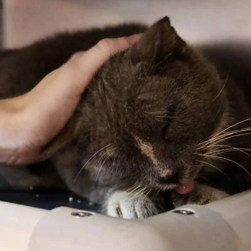 A senior large-sized male Gray / Blue / Silver Domestic Short Hair cat named Owen for adoption in Austin, TX