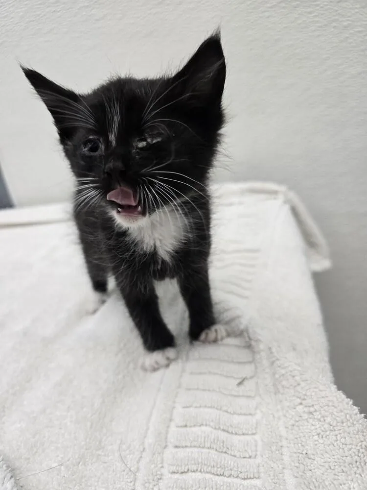 A baby small-sized male Black & White / Tuxedo Domestic Short Hair cat named Layton for adoption in Evansville, IN