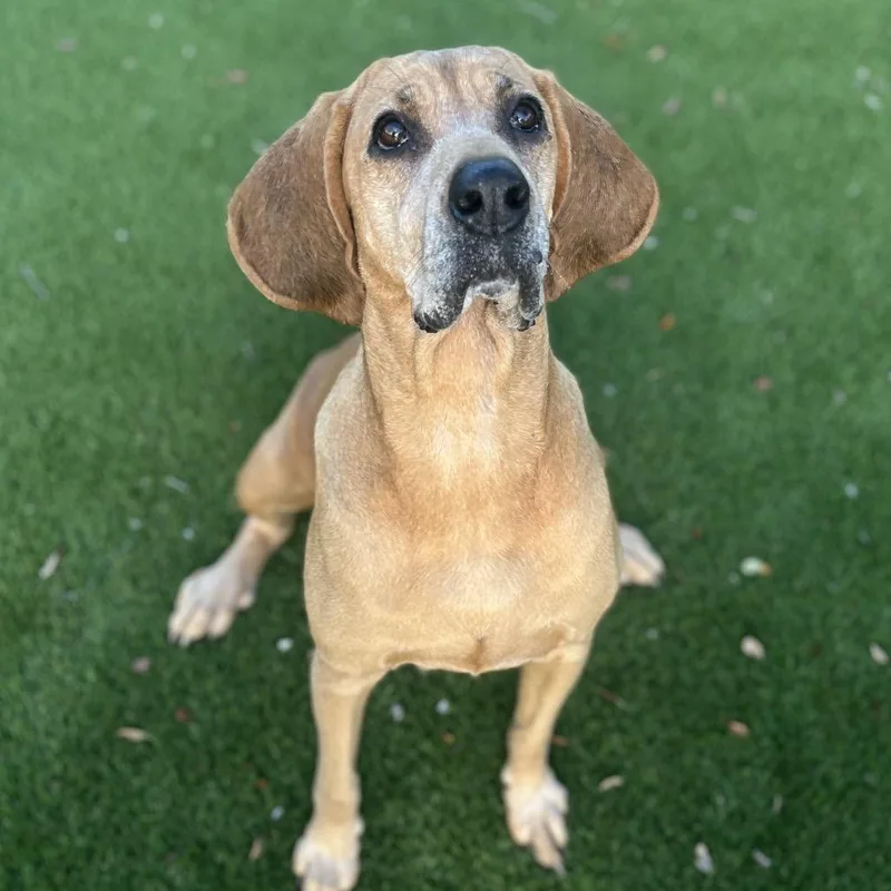 A senior large-sized female Brown / Chocolate Bloodhound dog named Scarlett for adoption in LOXAHATCHEE, FL