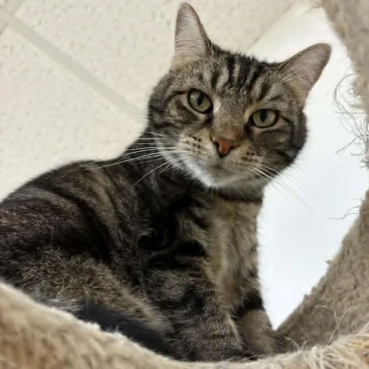 An adult medium-sized female Tabby cat named Sassy for adoption in Rushville, IL