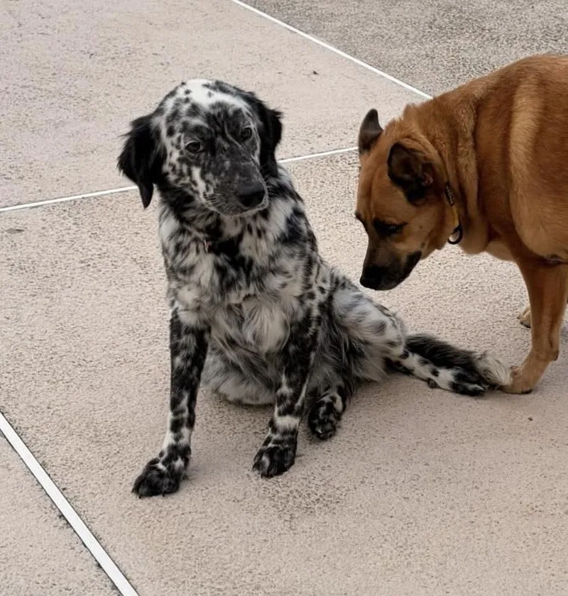A young medium-sized female Dalmatian dog named Dotty for adoption in Gainesville, VA