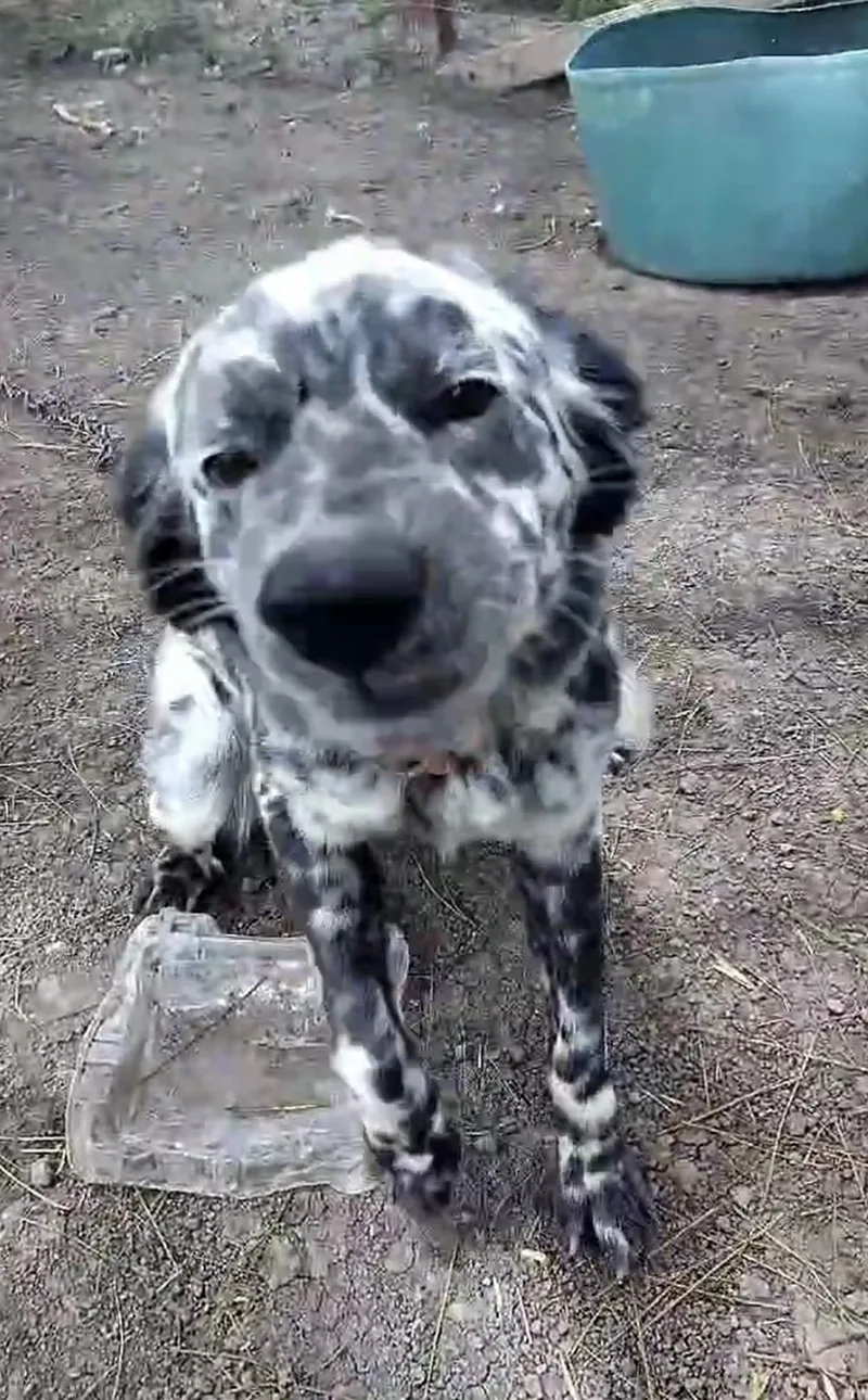 Dotty thumbnail 3