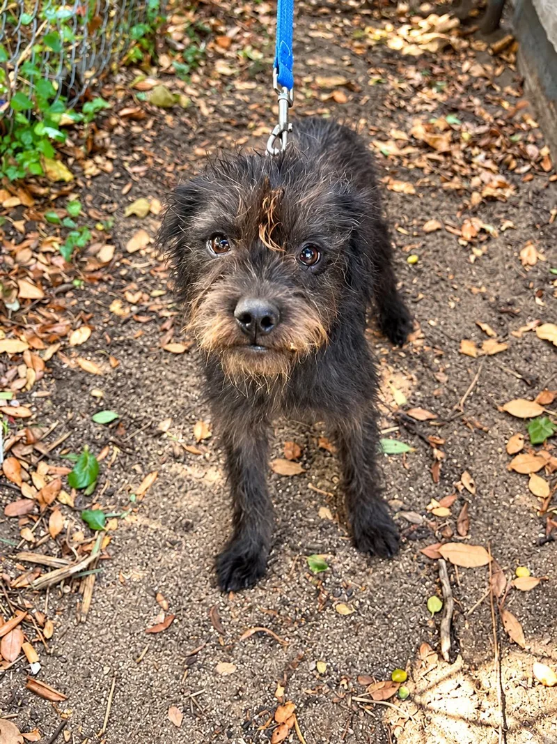 An adult small-sized female Schnauzer dog named Raja for adoption in Portland, ME