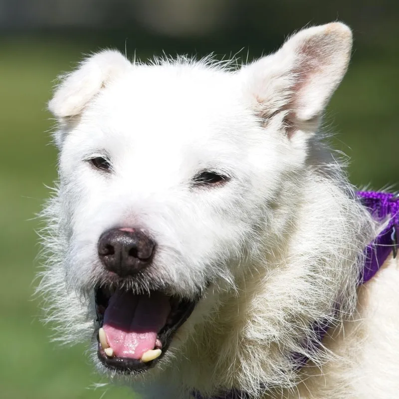 A senior medium-sized male Wirehaired Terrier dog named Sawyer for adoption in South Elgin, IL
