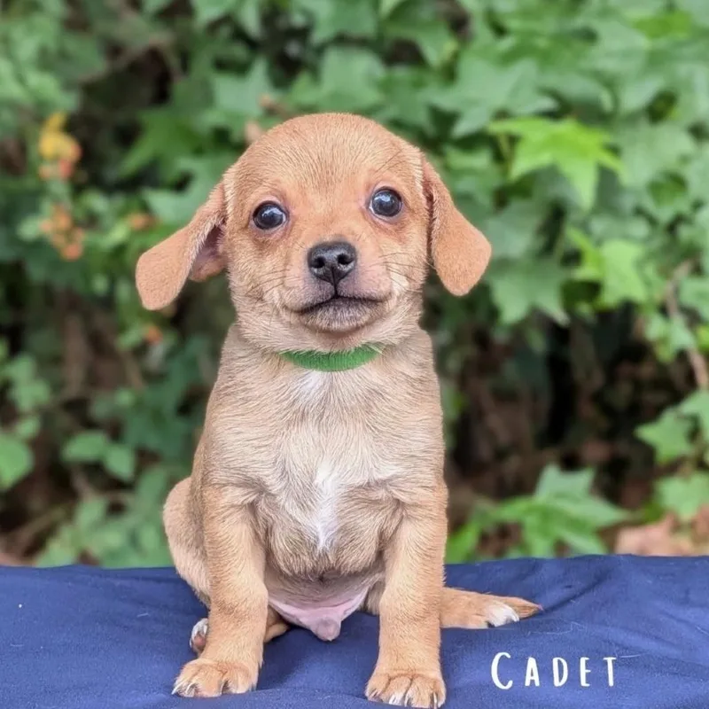 Cadet
