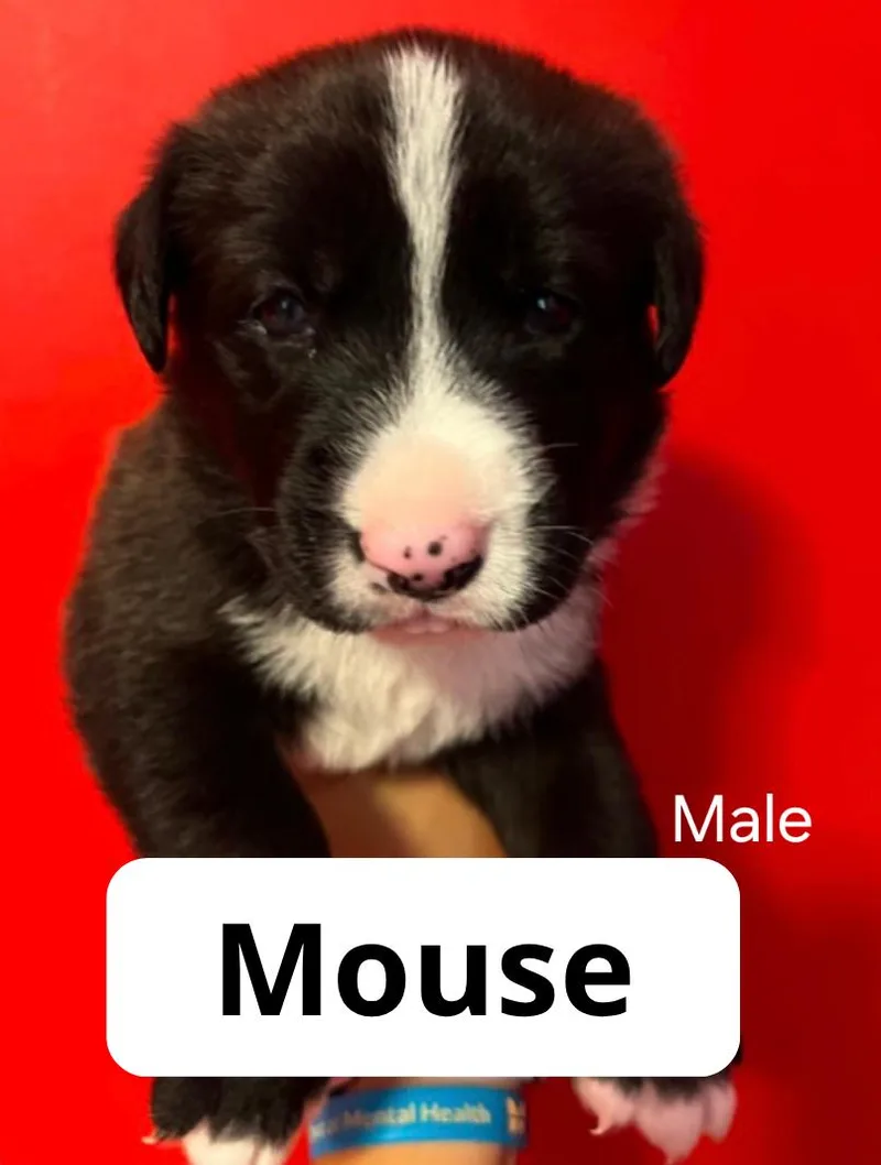 A baby medium-sized male Australian Cattle Dog / Blue Heeler dog named Mouse for adoption in Lake Elsinore, CA