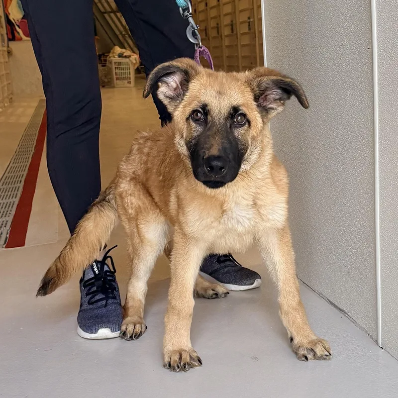 A baby medium-sized male Shepherd dog named Buddy De Elf for adoption in Chicago, IL