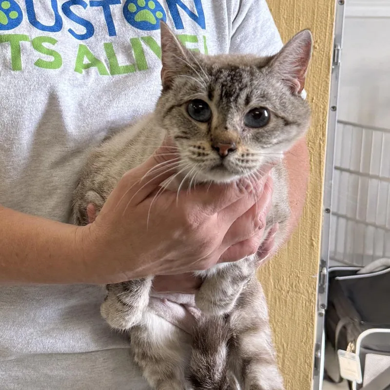 A senior medium-sized female Gray / Blue / Silver Domestic Short Hair cat named Palm for adoption in Houston, TX