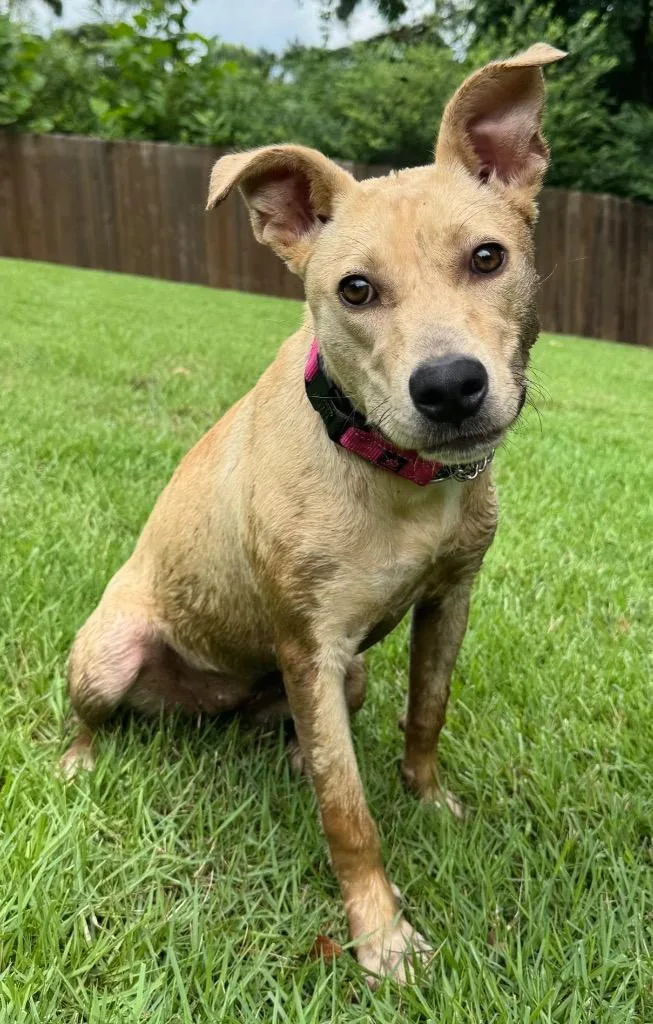 A young medium-sized female Carolina Dog dog named Willow for adoption in Princeton, MA