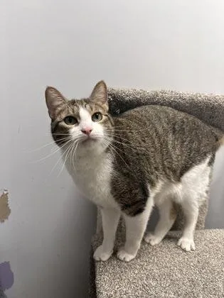 A young medium-sized male Domestic Short Hair cat named EmmetEdward Bonded Pair for adoption in East Brookfield, MA