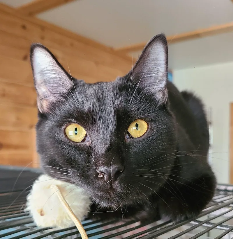 A baby medium-sized male Black Domestic Short Hair cat named Hubbard for adoption in Ellijay, GA