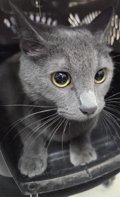 An adult medium-sized female Gray / Blue / Silver Domestic Short Hair cat named Coral for adoption in El Paso, TX