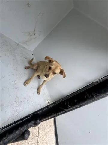 A young small-sized male Chihuahua dog named A for adoption in Houston, TX