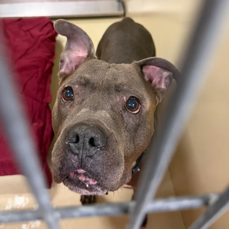 A senior medium-sized male Gray / Blue / Silver Pit Bull Terrier dog named Rallo for adoption in Philadelphia, PA