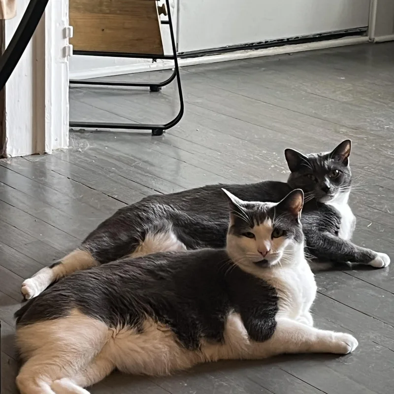 An adult large-sized female Manx cat named Muffin and Bagel. Bonded for adoption in Charlotte, NC
