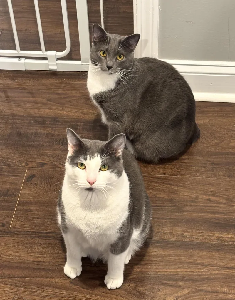 Muffin and Bagel. Bonded thumbnail 3