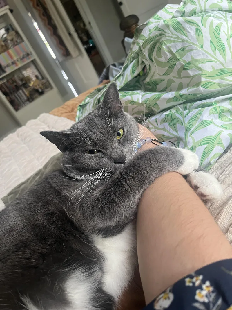 Muffin and Bagel. Bonded thumbnail 4