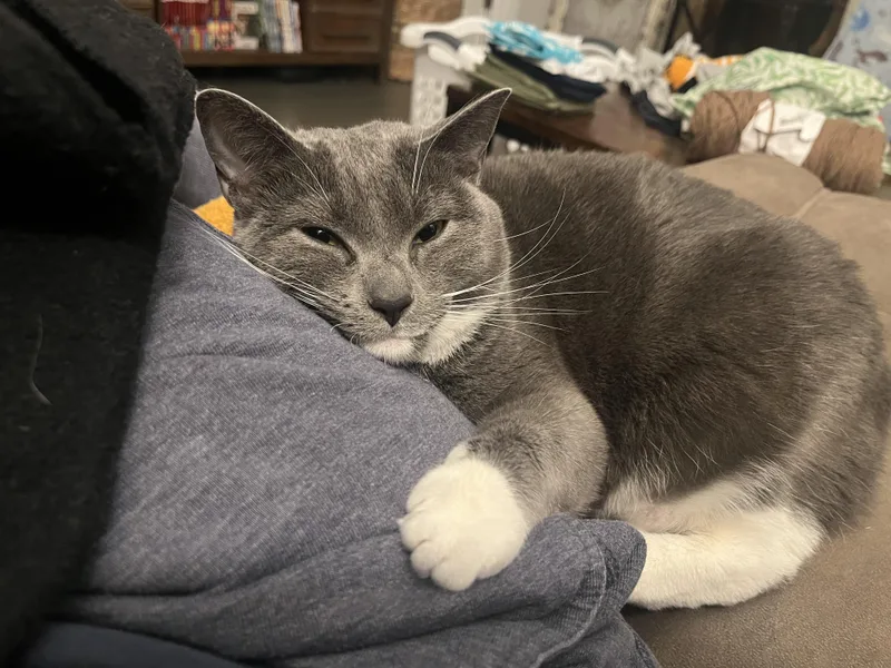 Muffin and Bagel. Bonded thumbnail 5