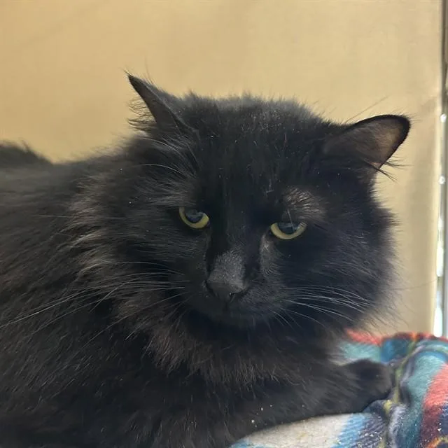 A young extra large-sized male Domestic Long Hair cat named Ballot for adoption in Lincolnton, NC