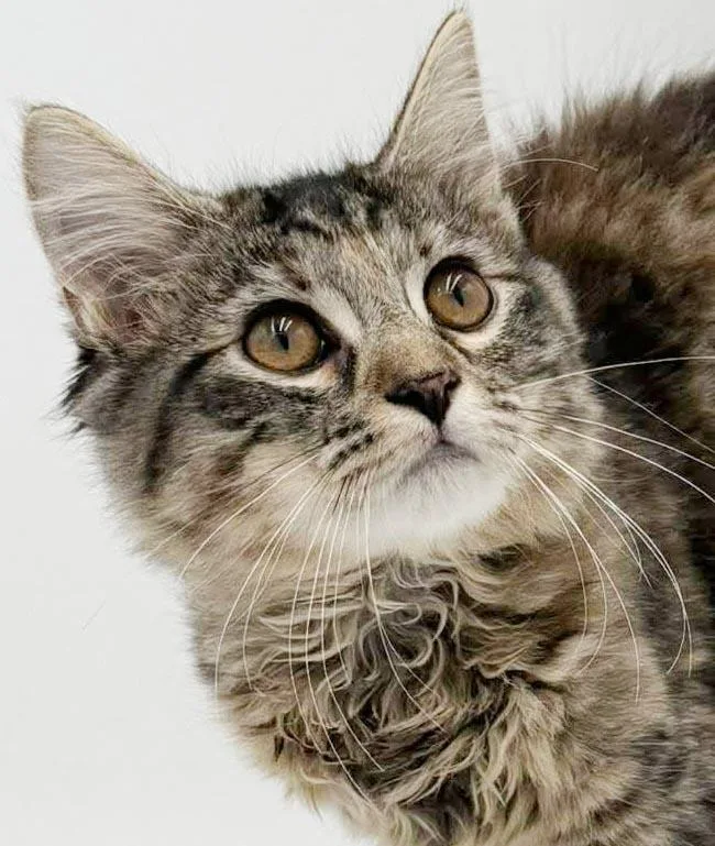 A baby small-sized female Tabby (Brown / Chocolate) Maine Coon cat named Luna is a LOVE for adoption in Bedford Hills, NY