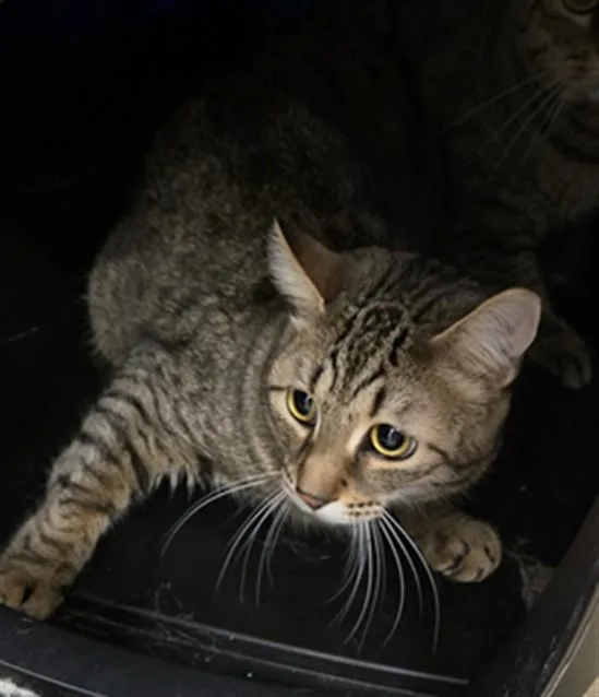A young medium-sized female Domestic Short Hair cat named Chelsea for adoption in Derwood, MD