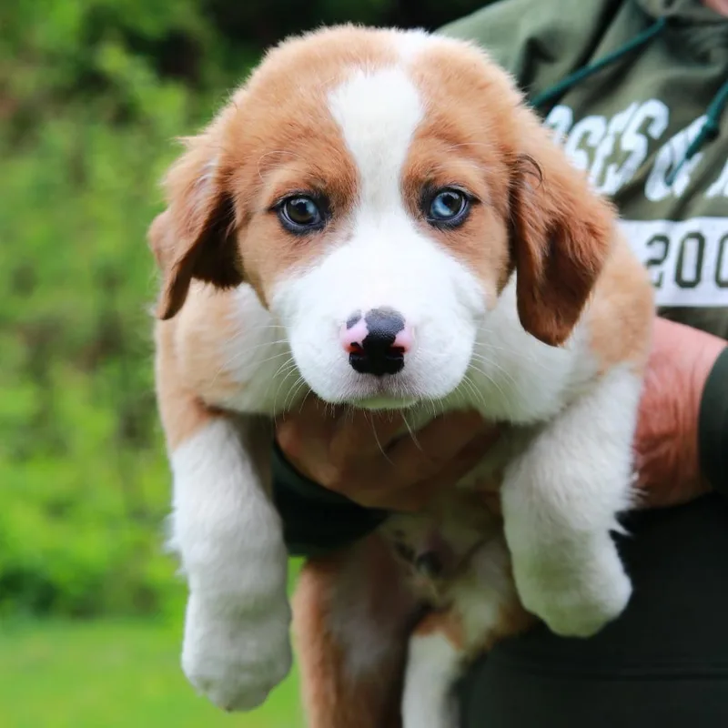 A baby medium-sized male Yellow / Tan / Blond / Fawn Australian Shepherd dog named Ct Double Bubble for adoption in Stormville, NY