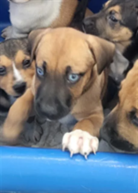 A baby medium-sized female Mixed Breed dog named Betsey for adoption in Dallas, TX