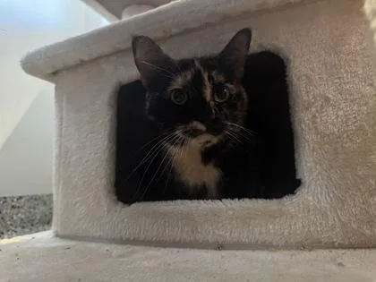 An adult medium-sized female Black Domestic Short Hair cat named Luna for adoption in Kansas City, MO