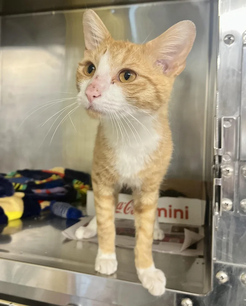 An adult medium-sized male Tabby (Orange / Red) Domestic Short Hair cat named Roman for adoption in Seville, OH