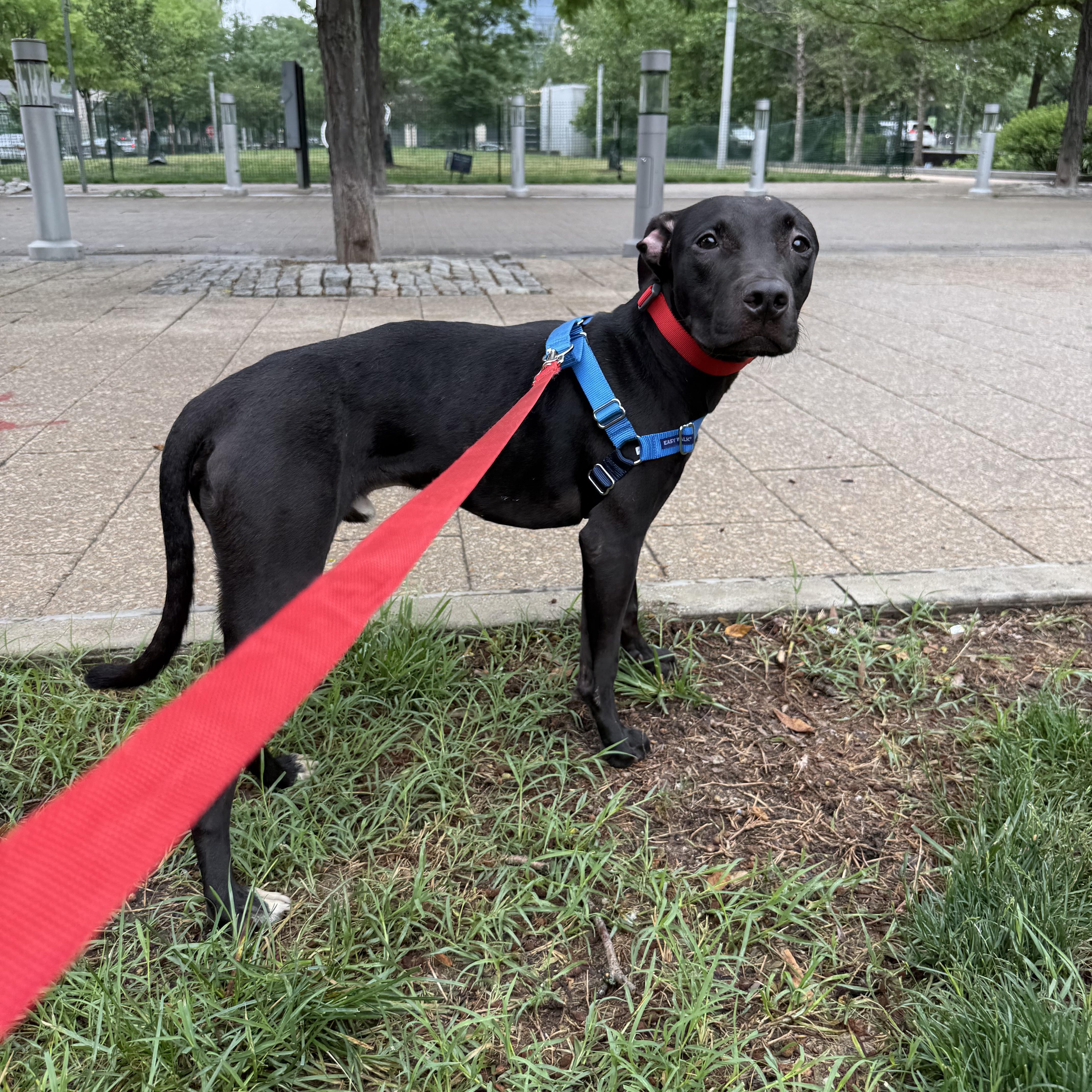A young medium-sized male Black Pit Bull Terrier dog named Benny for adoption in Fredericksburg, VA