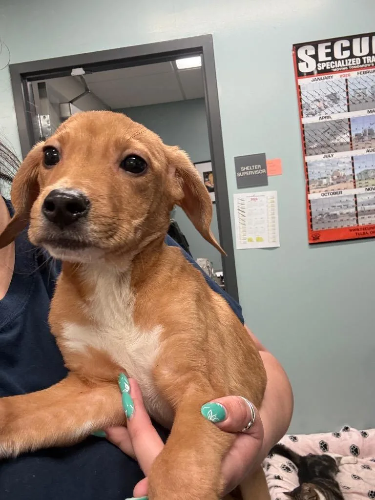 A baby large-sized female Mixed Breed dog named Hank for adoption in Sapulpa, OK