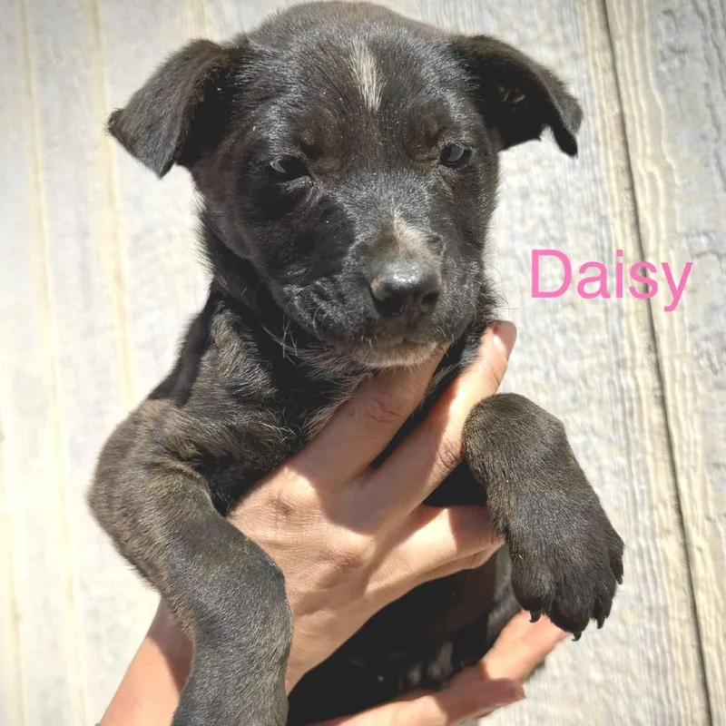 A baby medium-sized female American Staffordshire Terrier dog named Daisy for adoption in Pearsall, TX