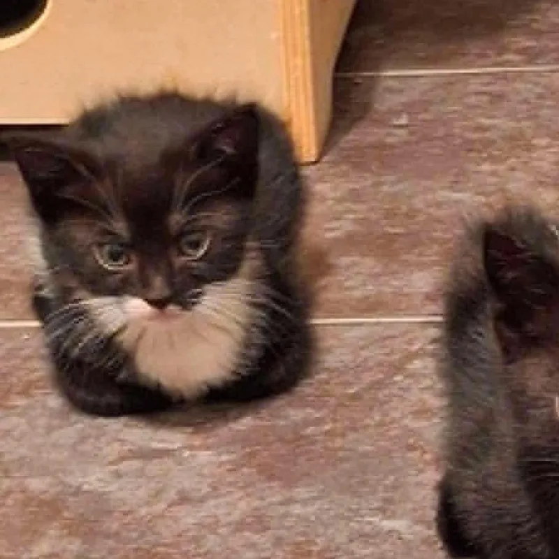 A baby medium-sized male Tuxedo cat named Quinn for adoption in Warren, NJ