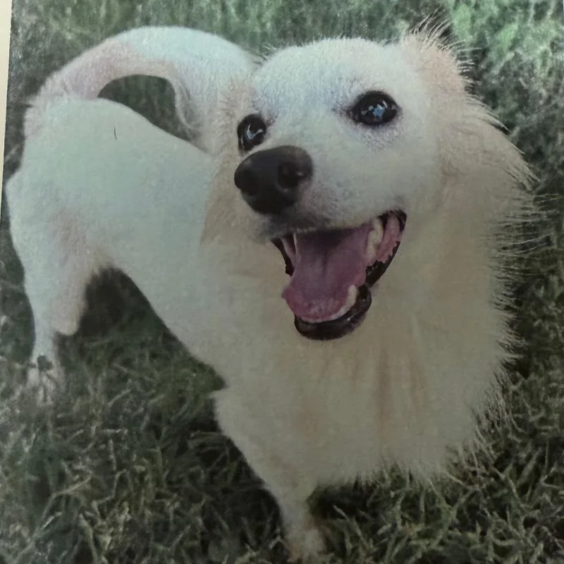 An adult small-sized male Chihuahua dog named Yogi for adoption in LOXAHATCHEE, FL