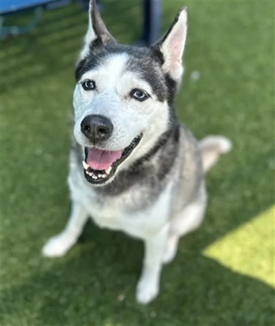 An adult medium-sized female Mixed Breed dog named Akira for adoption in Dallas, TX