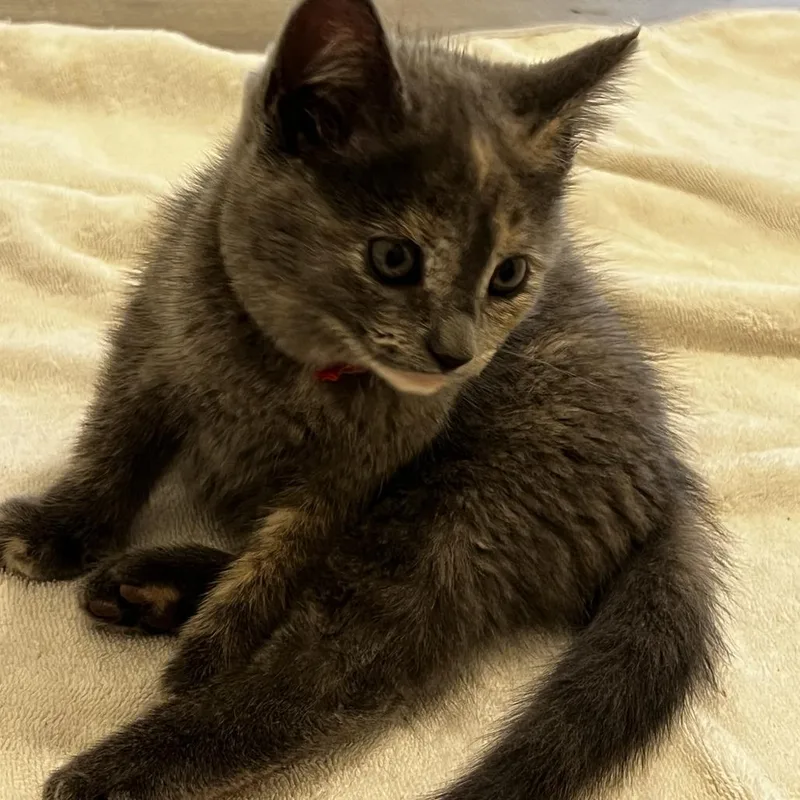 A baby small-sized female Domestic Medium Hair cat named Dusty for adoption in Glenfield, NY