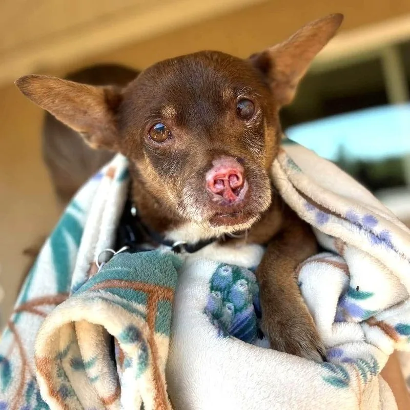 A senior small-sized male Brown / Chocolate Chihuahua dog named Wemby for adoption in Ramona, CA