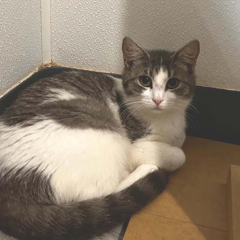A young medium-sized female Gray / Blue / Silver Domestic Short Hair cat named Dolly Purrton for adoption in Brighton, MO