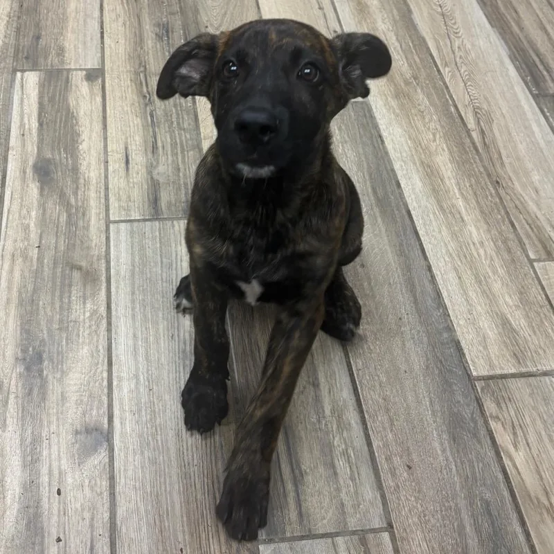 A young small-sized male Brindle Mixed Breed dog named Bingo for adoption in Henderson, KY