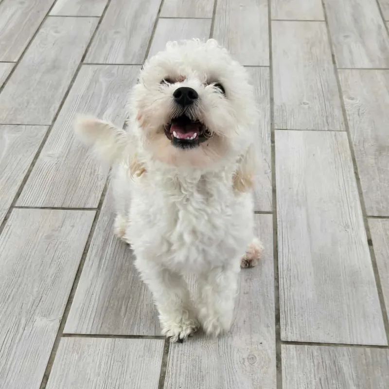 A young small-sized male White / Cream Yorkshire Terrier dog named Jr for adoption in Newport, TN