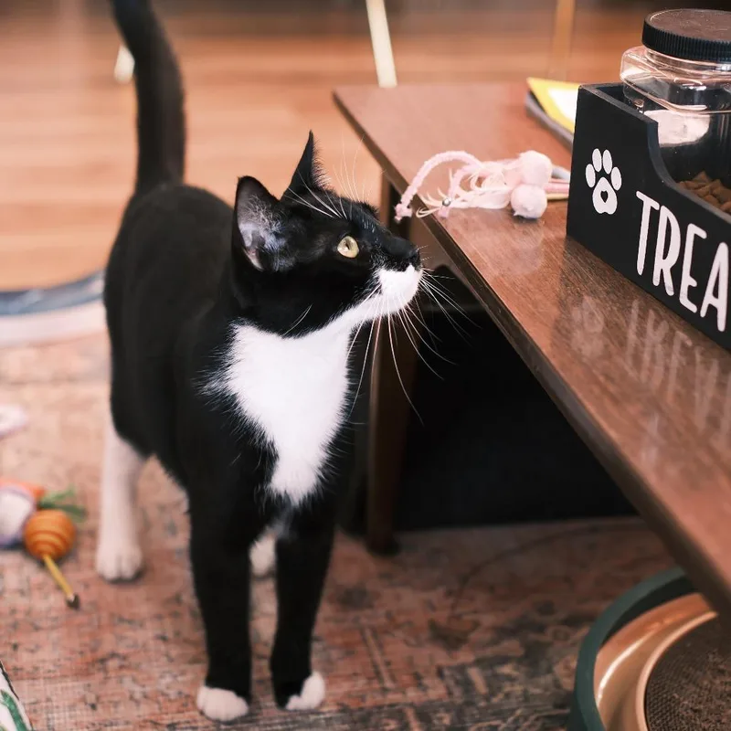 Ralph Lauren thumbnail 3