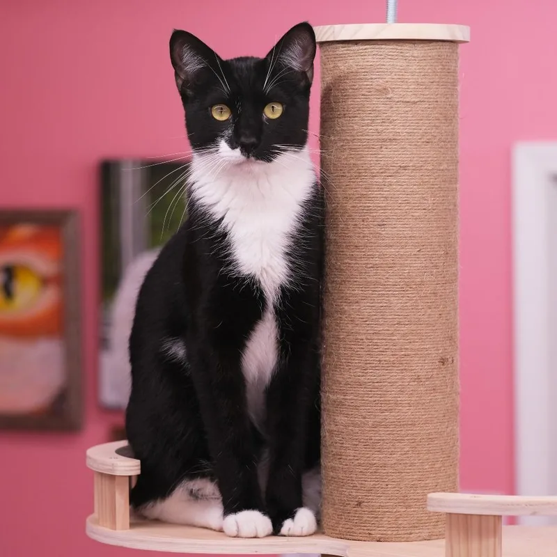 Ralph Lauren thumbnail 4