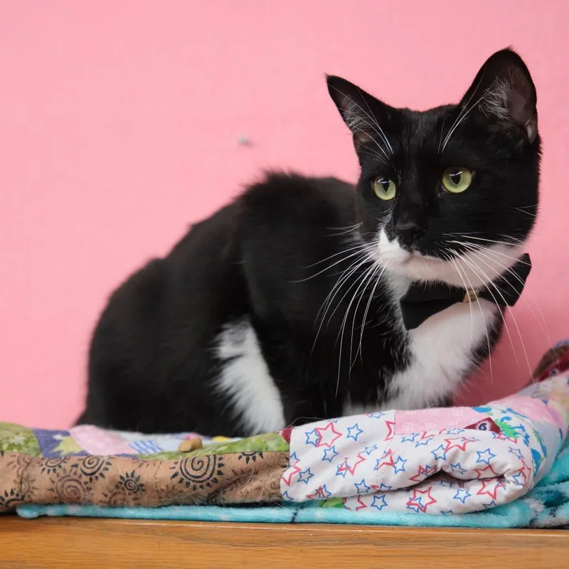 Ralph Lauren thumbnail 5