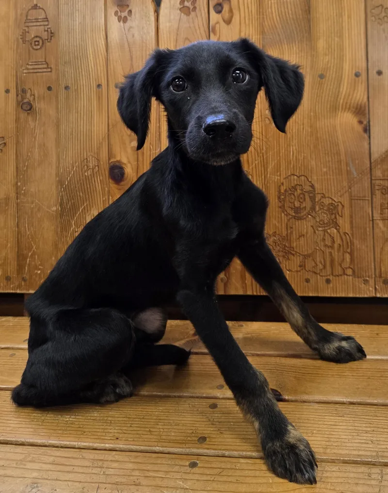 A baby small-sized male Black Cocker Spaniel dog named Lincoln for adoption in Parsons, KS