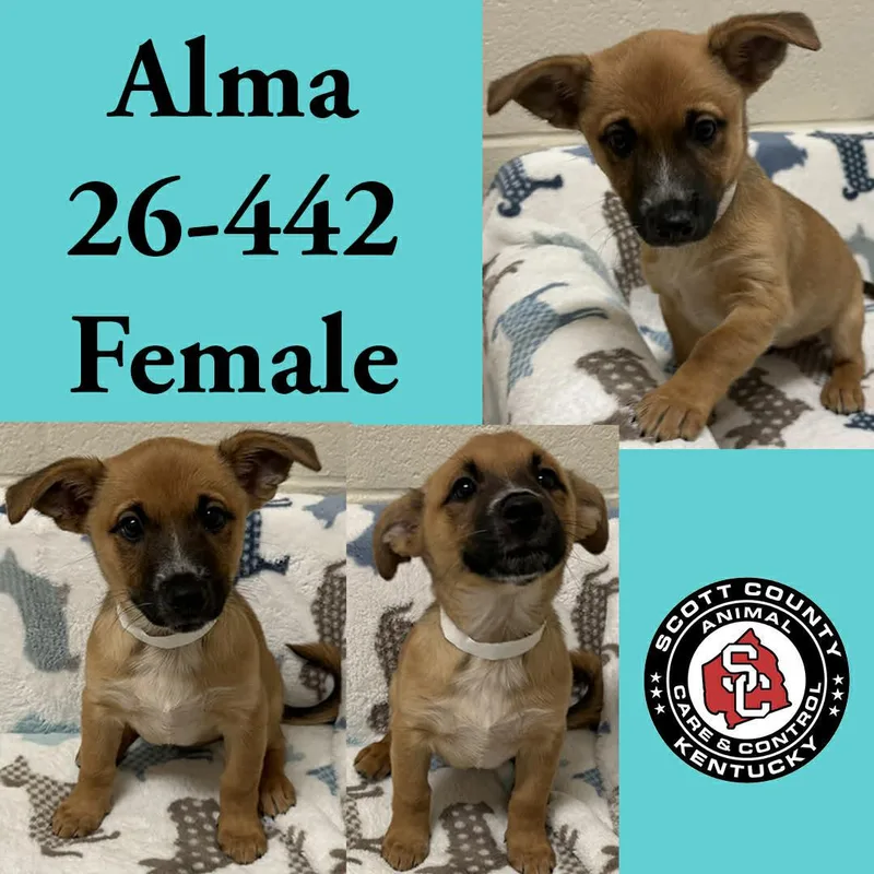 Alma