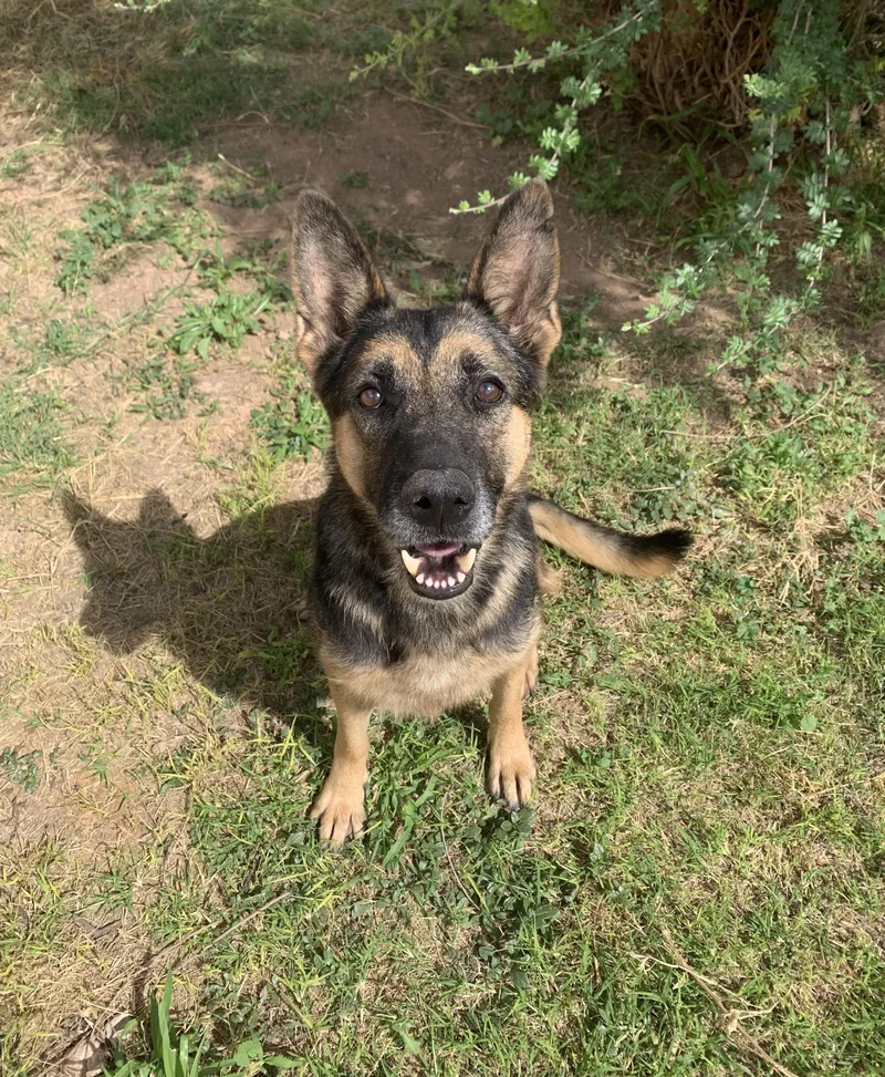 An adult medium-sized female German Shepherd Dog dog named Winona for adoption in Bisbee, AZ