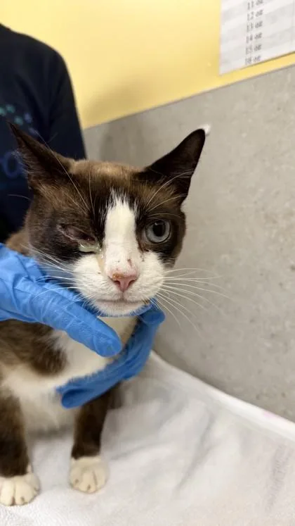 A senior large-sized male Domestic Short Hair cat named Mike Wazowski for adoption in Honolulu, HI